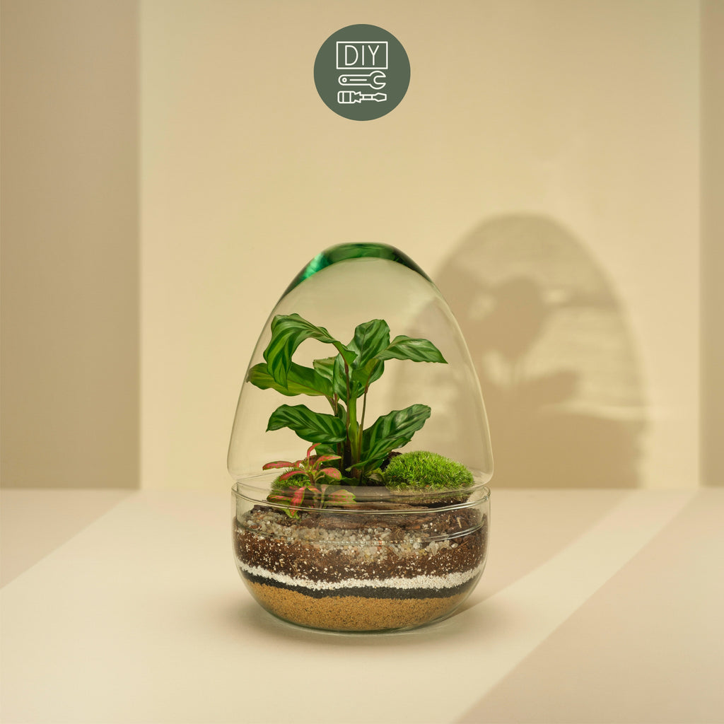 Vienna Terrarium Workshop