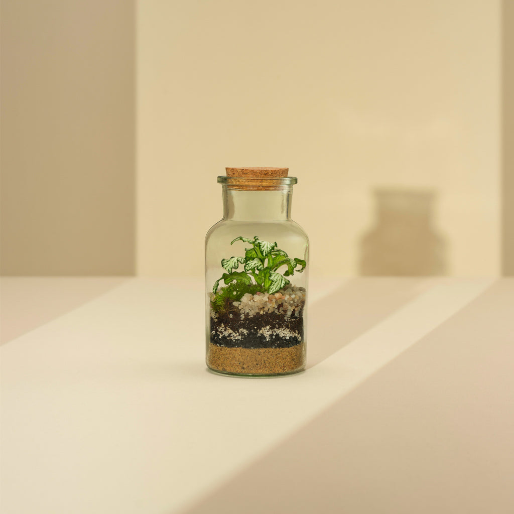 Plant Terrarium In Glass - Kyla