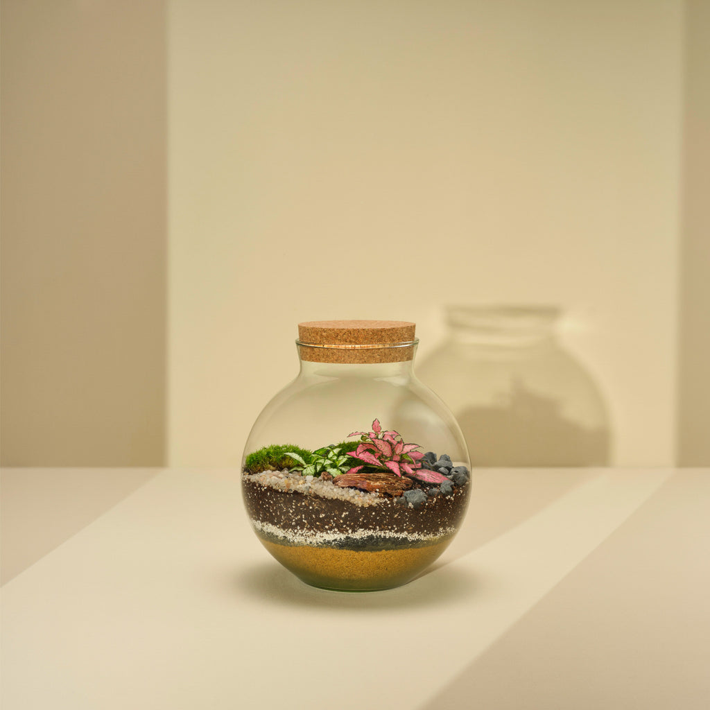 Plant Terrarium In Glass - Mauricio