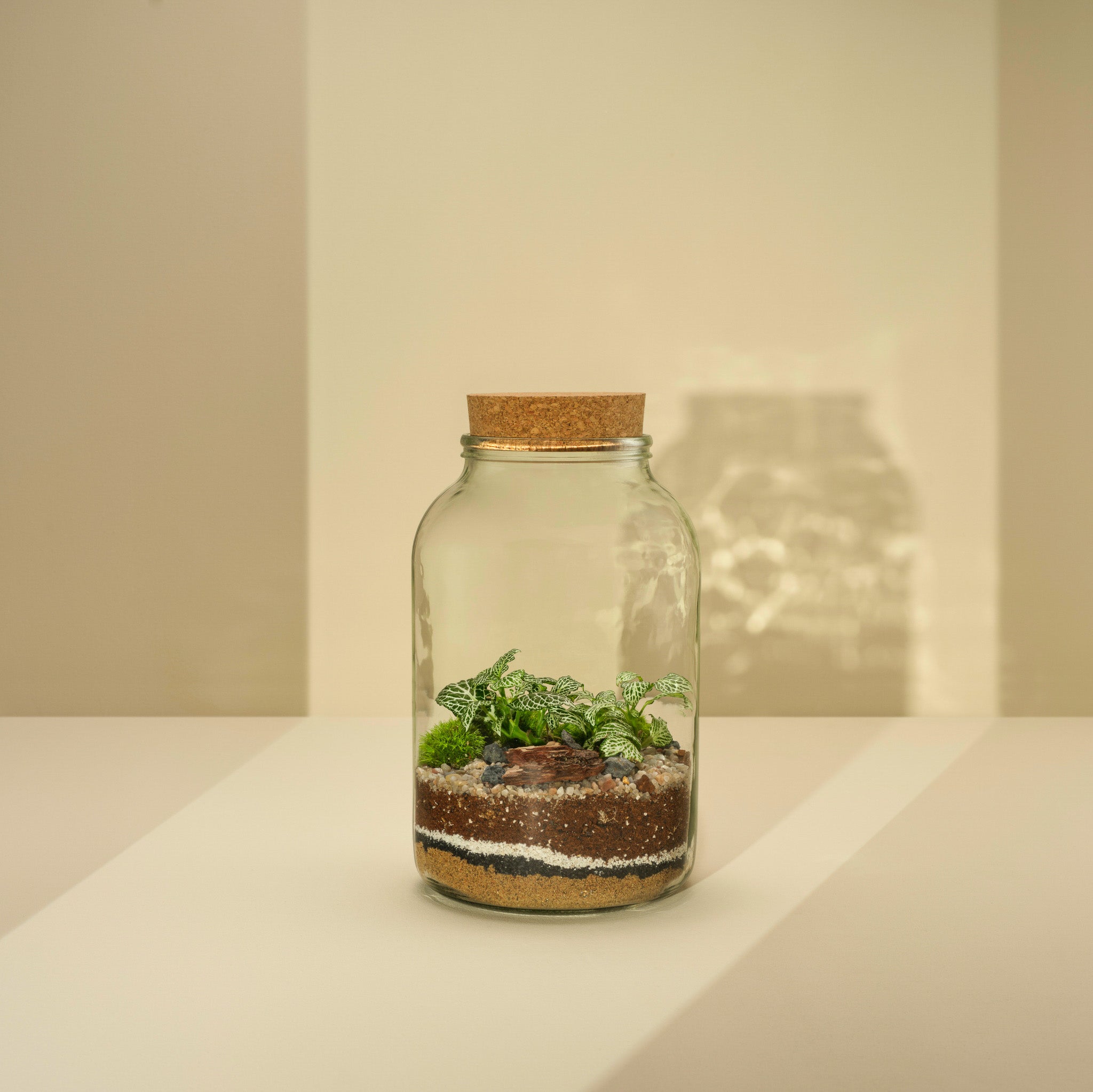 Plant Terrarium In Glass - Nenita