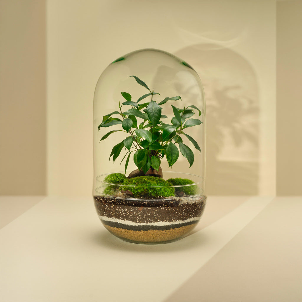 Plant Terrarium In Glass - Sara