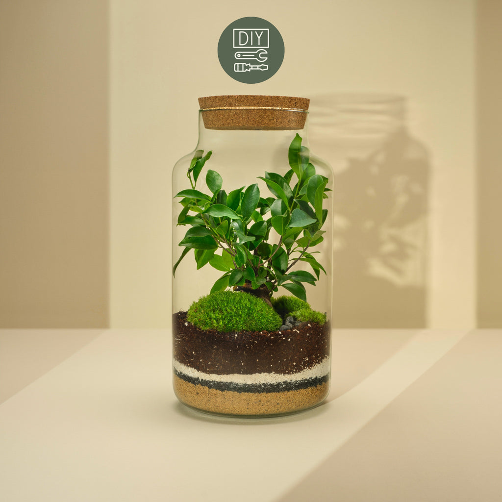 DIY Terrarium Set - Tadeas Large