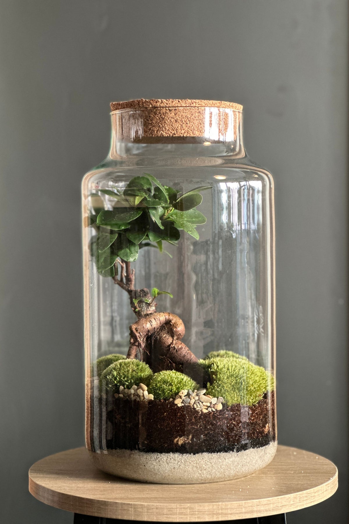 DIY Terrarium Set - Tadeas Large