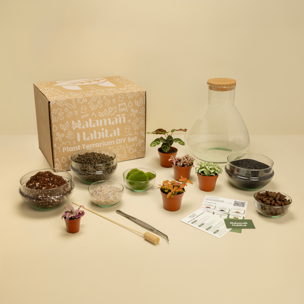 DIY Terrarium Set - Tomas Large