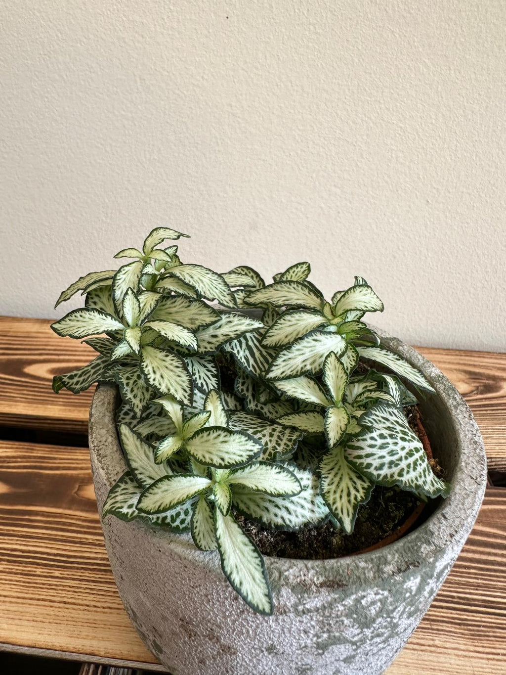 Fittonia Mosaic White Tiger