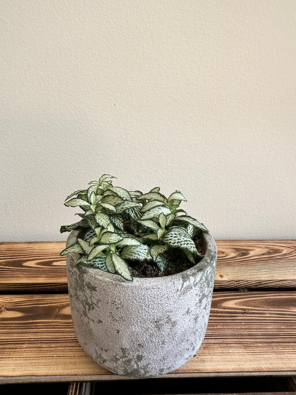 Fittonia Mosaic White Tiger