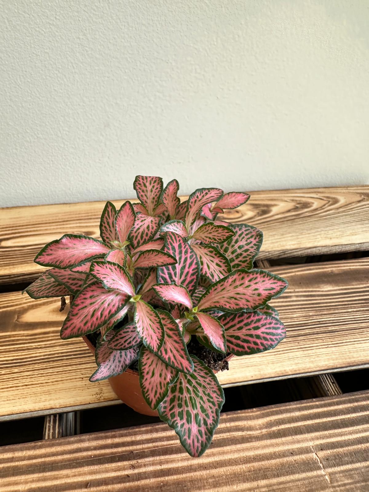 Fittonia Mosaic Pink Forest