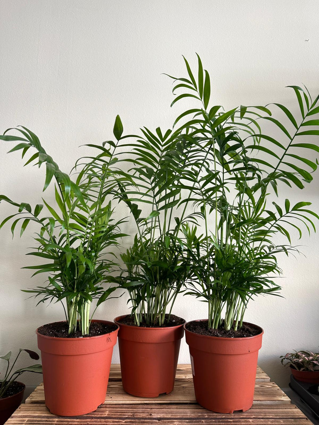 Chamaedora Elegans