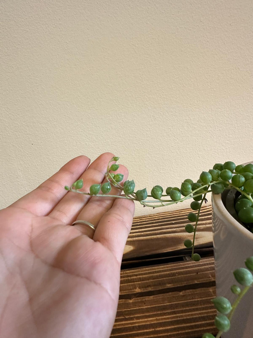 String of Pearls