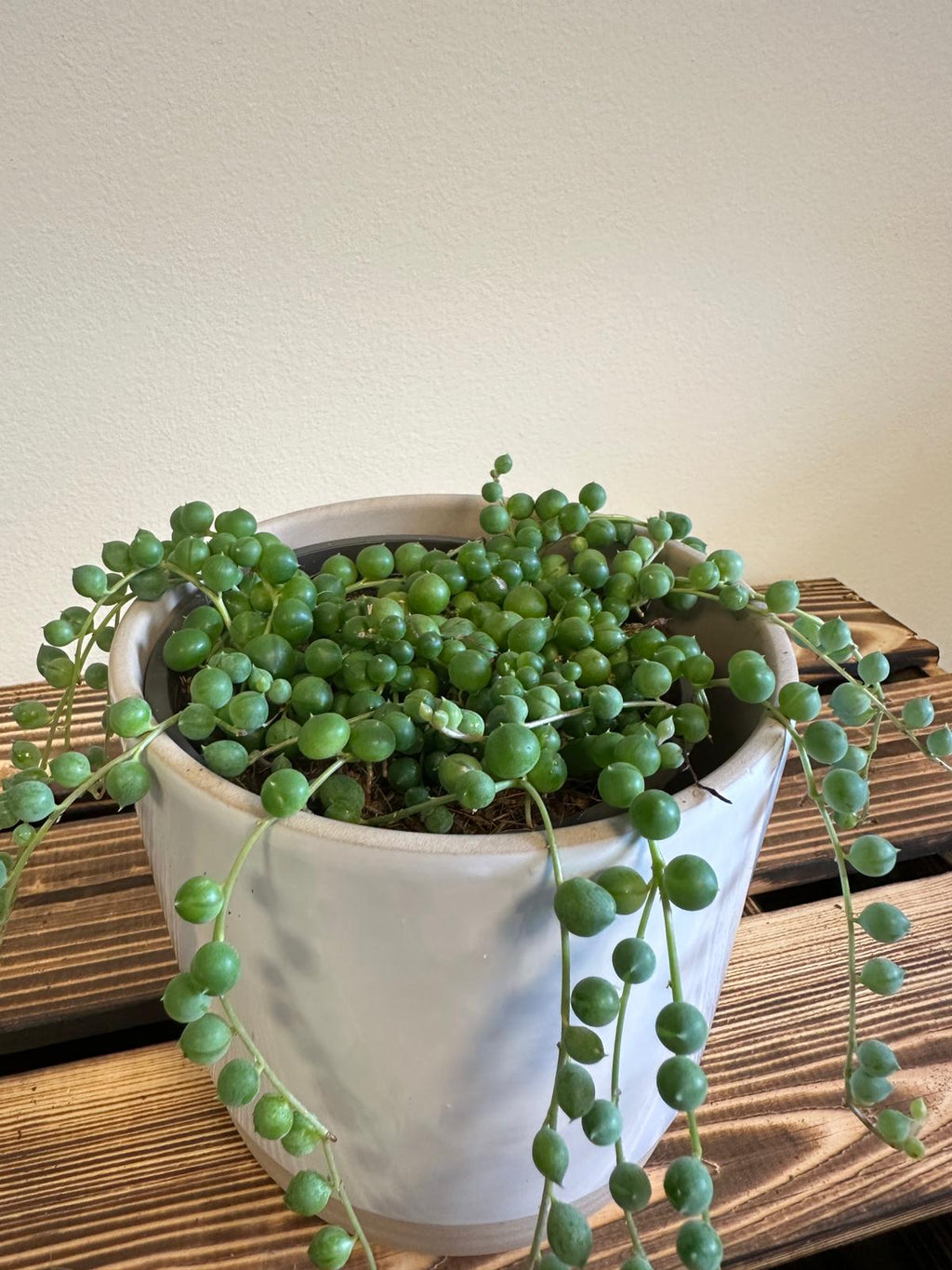 String of Pearls