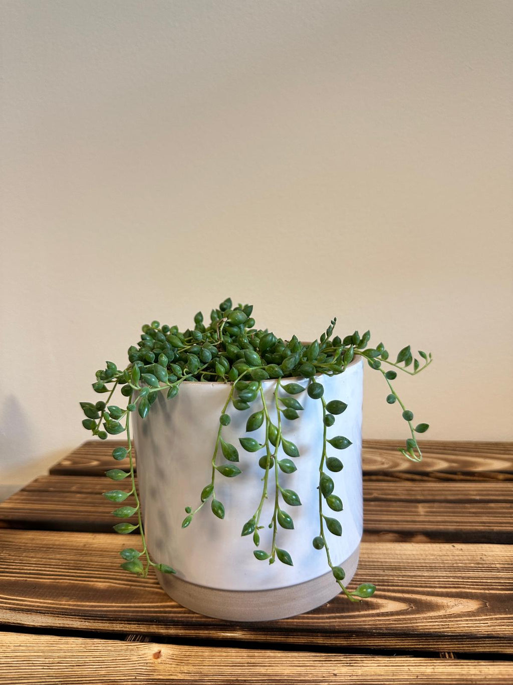 Senecio Herreianus "String of Tears"