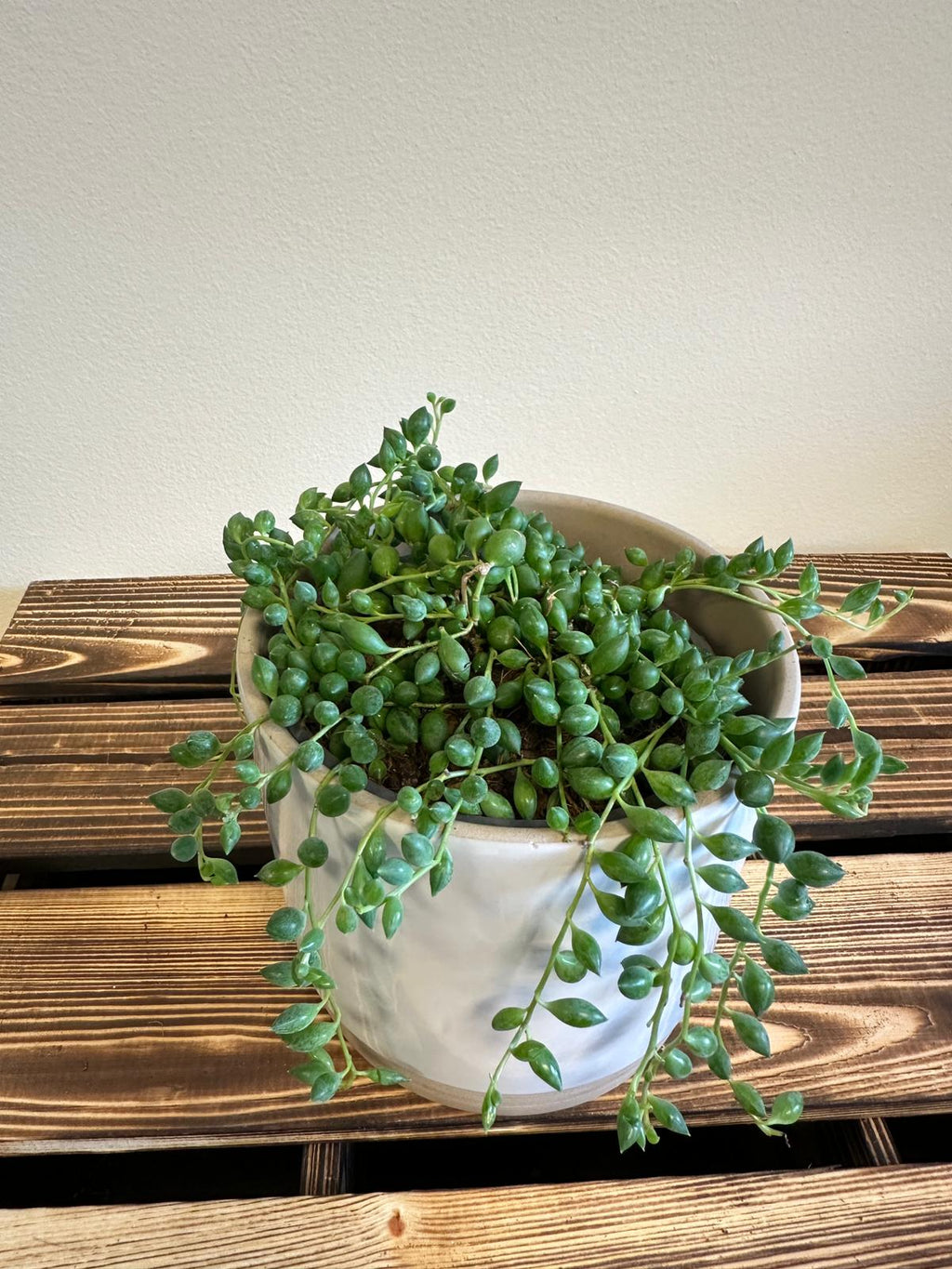Senecio Herreianus "String of Tears"