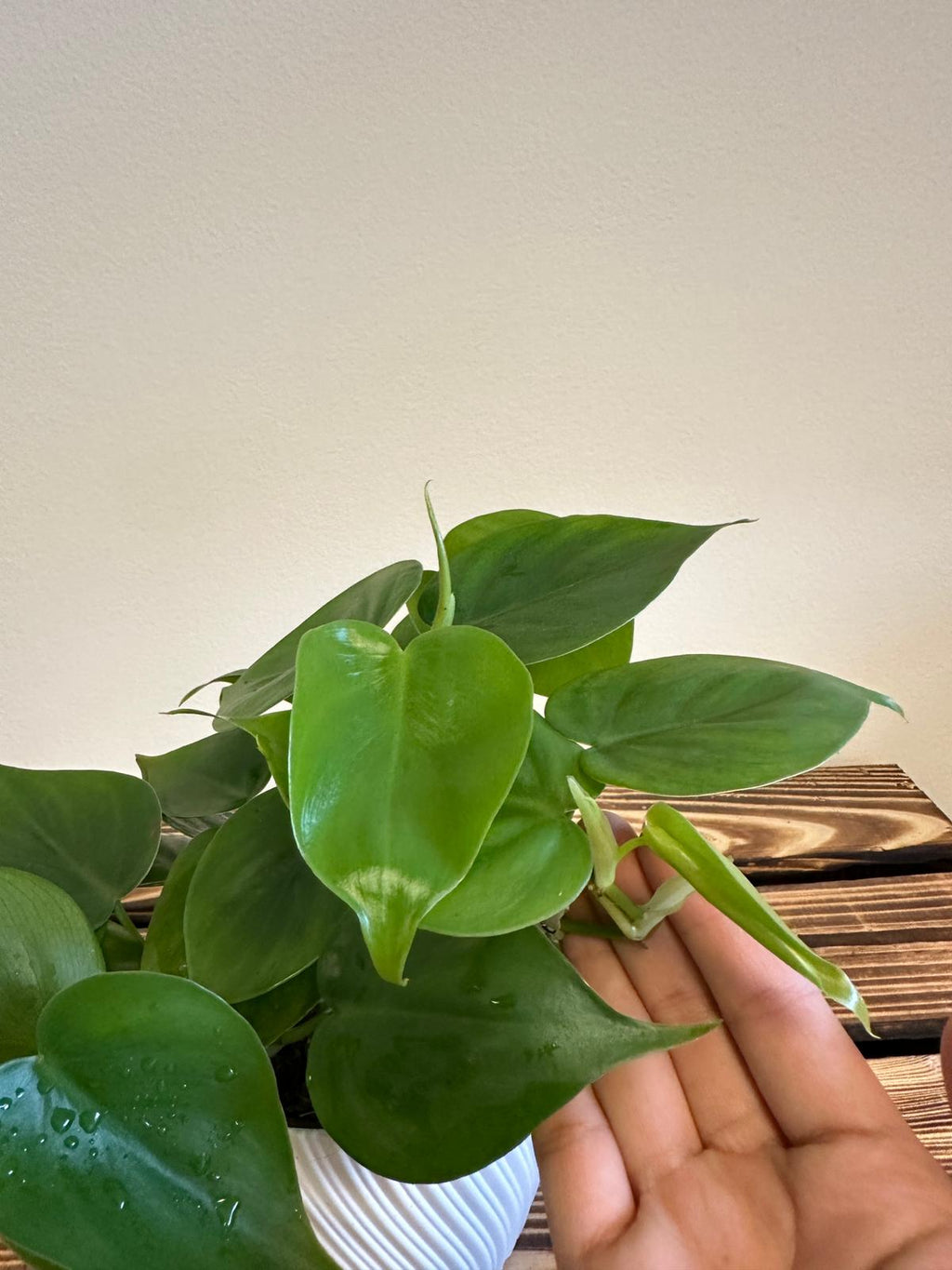 heartleaf philodendron philodendron scandens Philodendron Scandens – Halaman Habitat