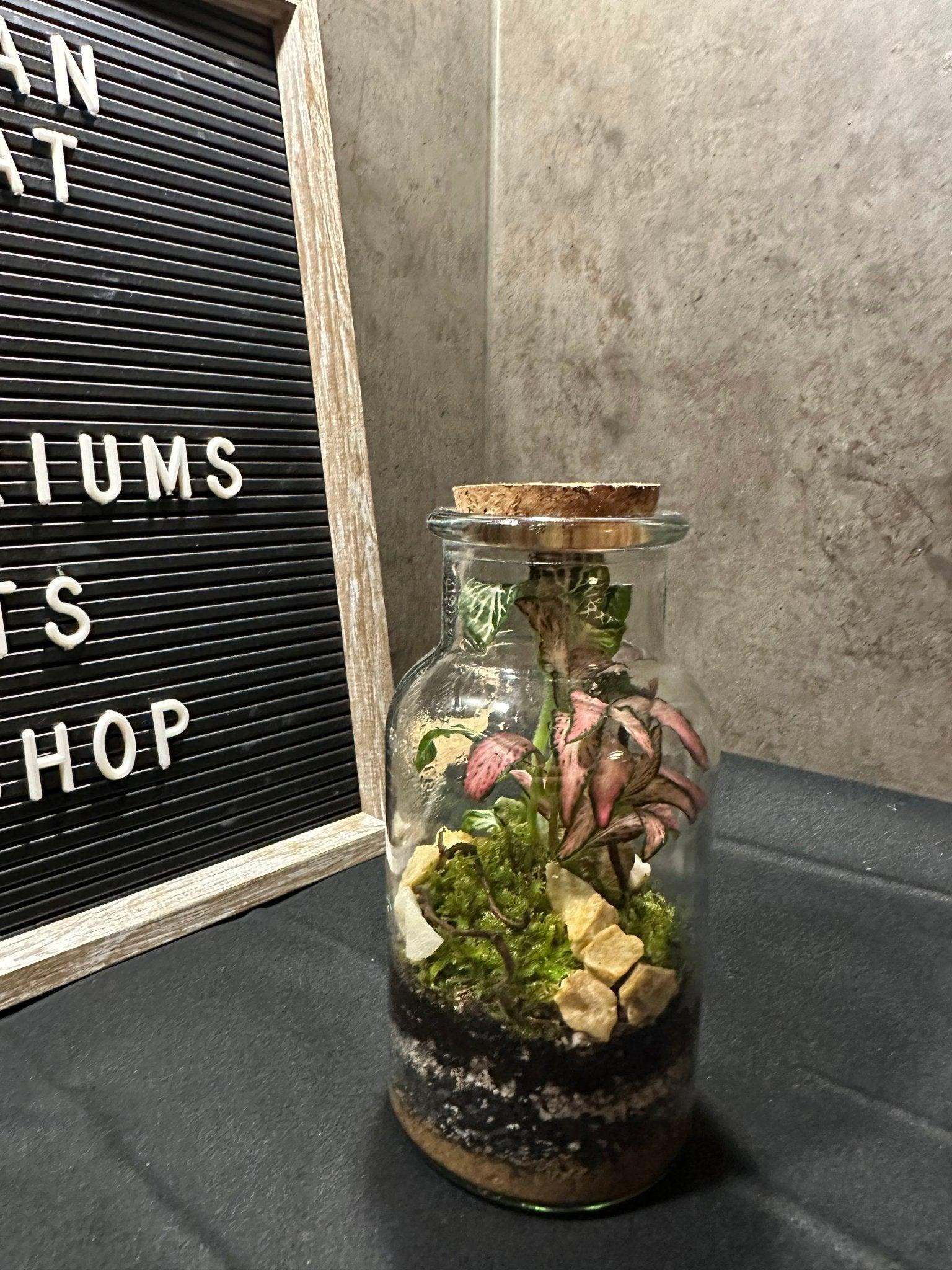 DIY Terrarium Set - Kyla – Halaman Habitat