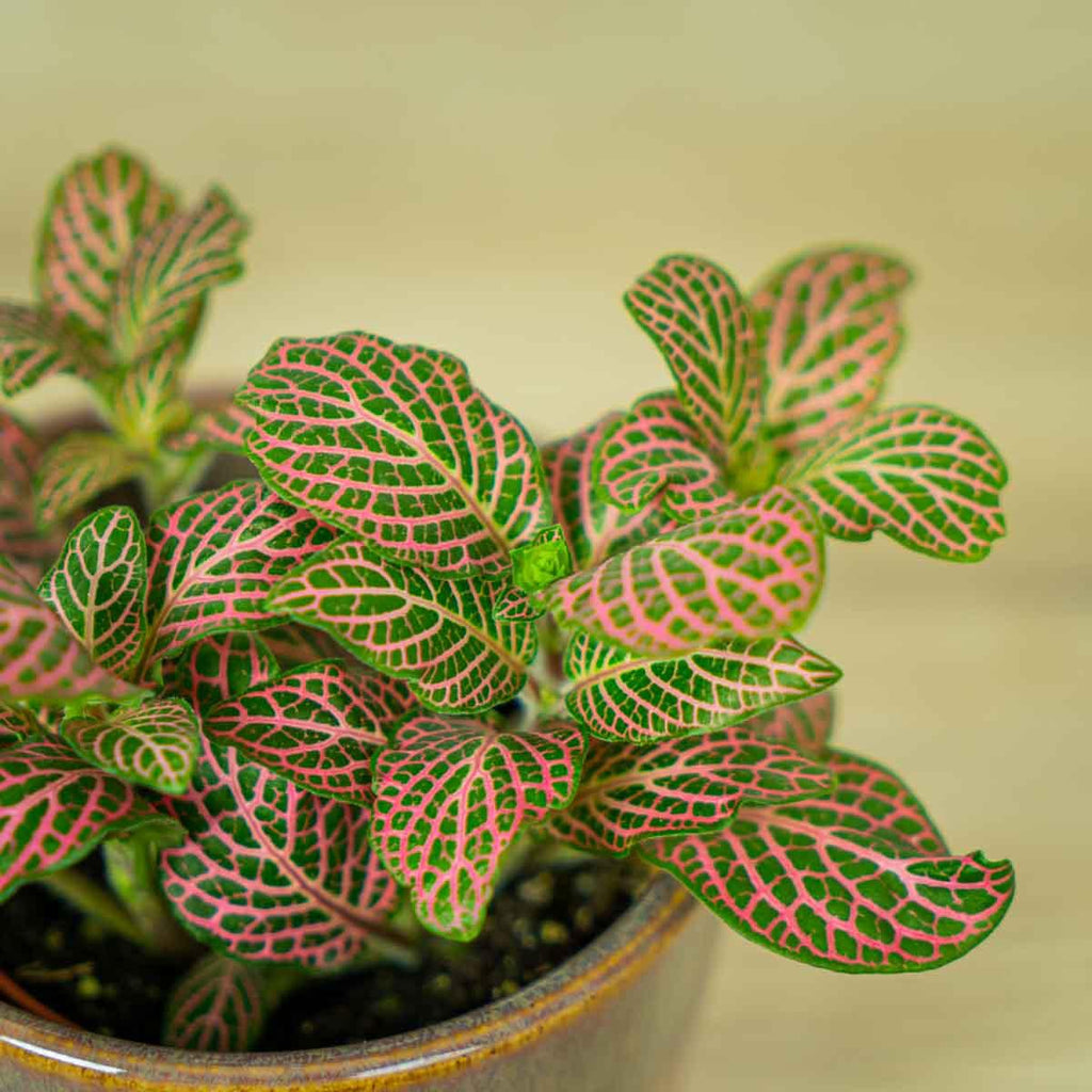 Fittonia Pink Vein - Halaman Habitat - Plant