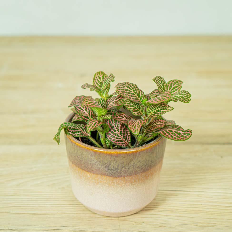Fittonia Pink Vein - Halaman Habitat - Plant