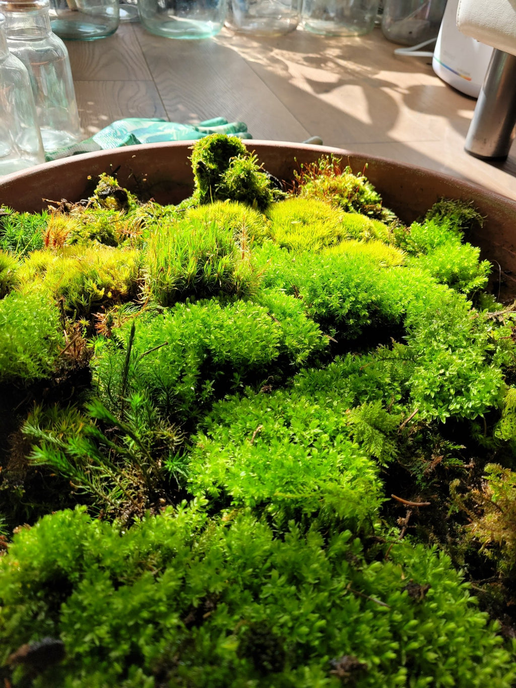 Live Moss - Halaman Habitat -