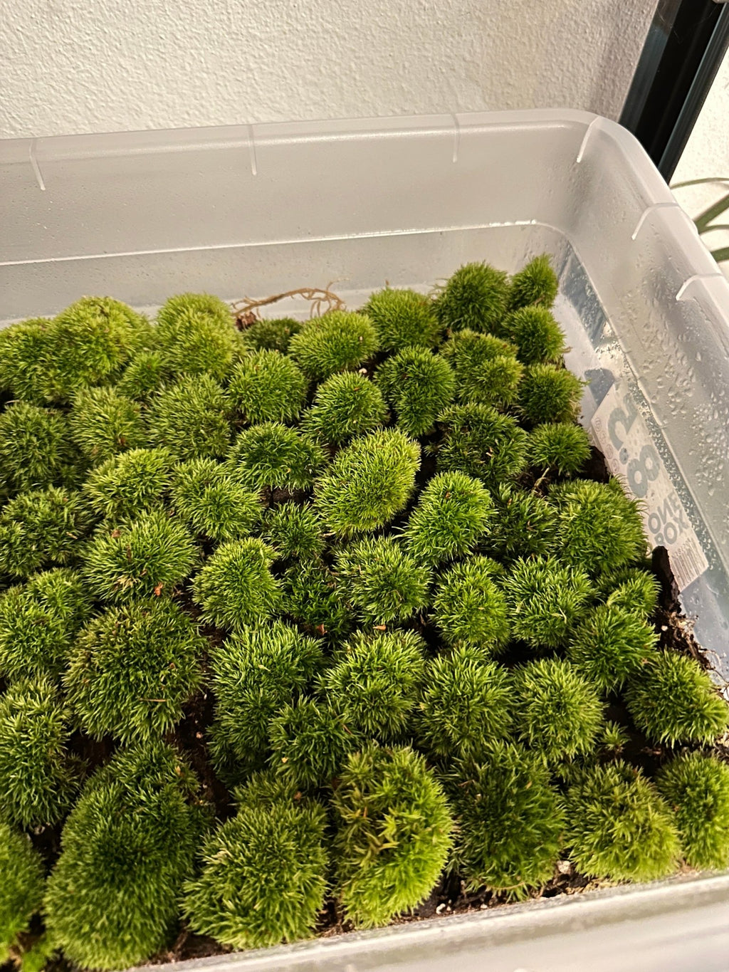 Live Moss - Halaman Habitat -