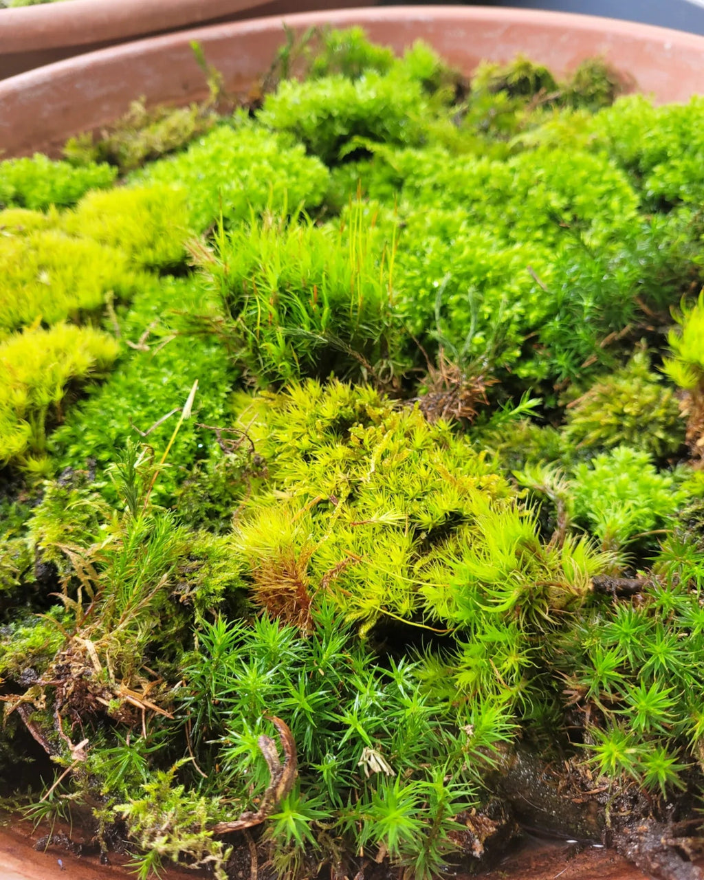Live Moss - Halaman Habitat -
