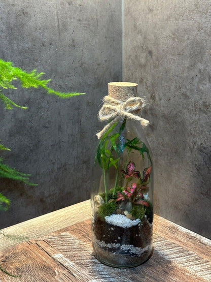 Terrarium Dasha - Halaman Habitat - Terrarium