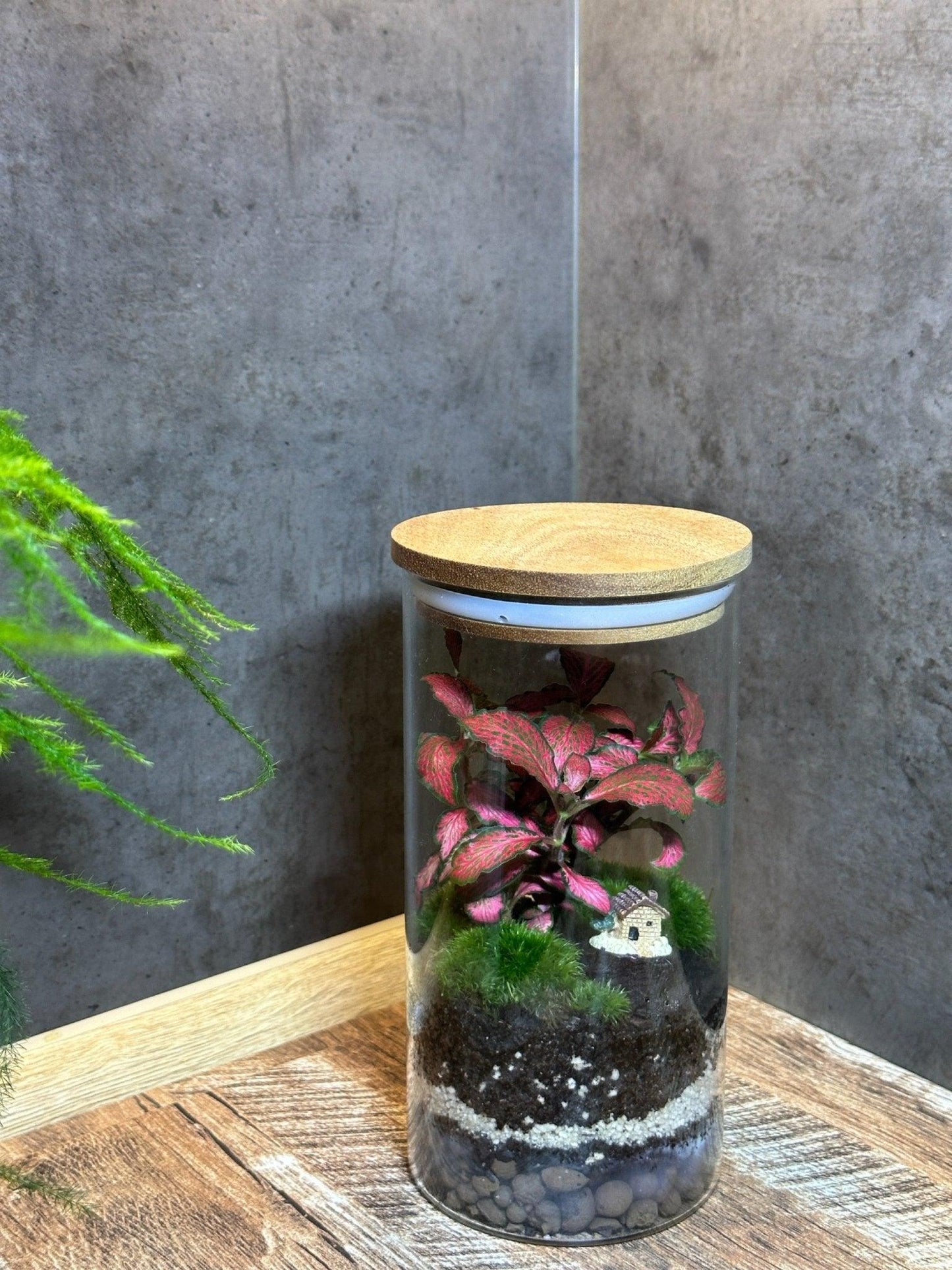 Terrarium Deira - Halaman Habitat -