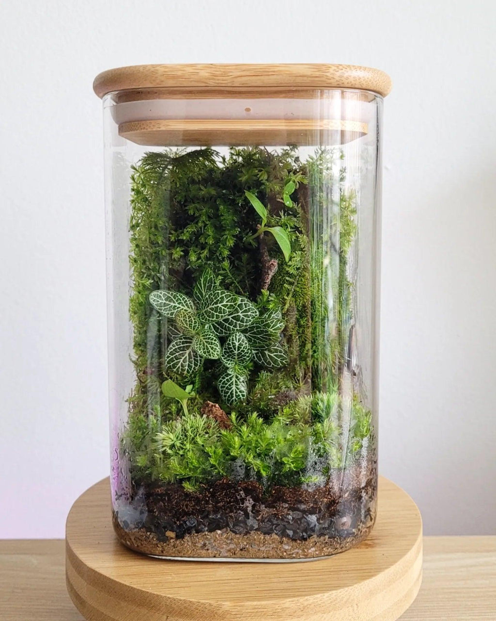 Terrarium Irena - Halaman Habitat - Terrarium