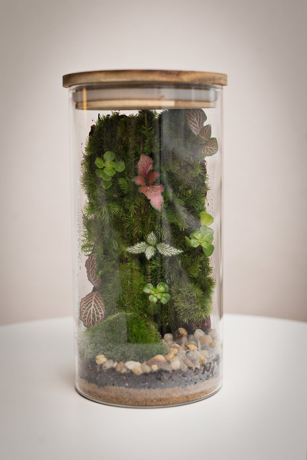 Terrarium Irena - Halaman Habitat - Terrarium