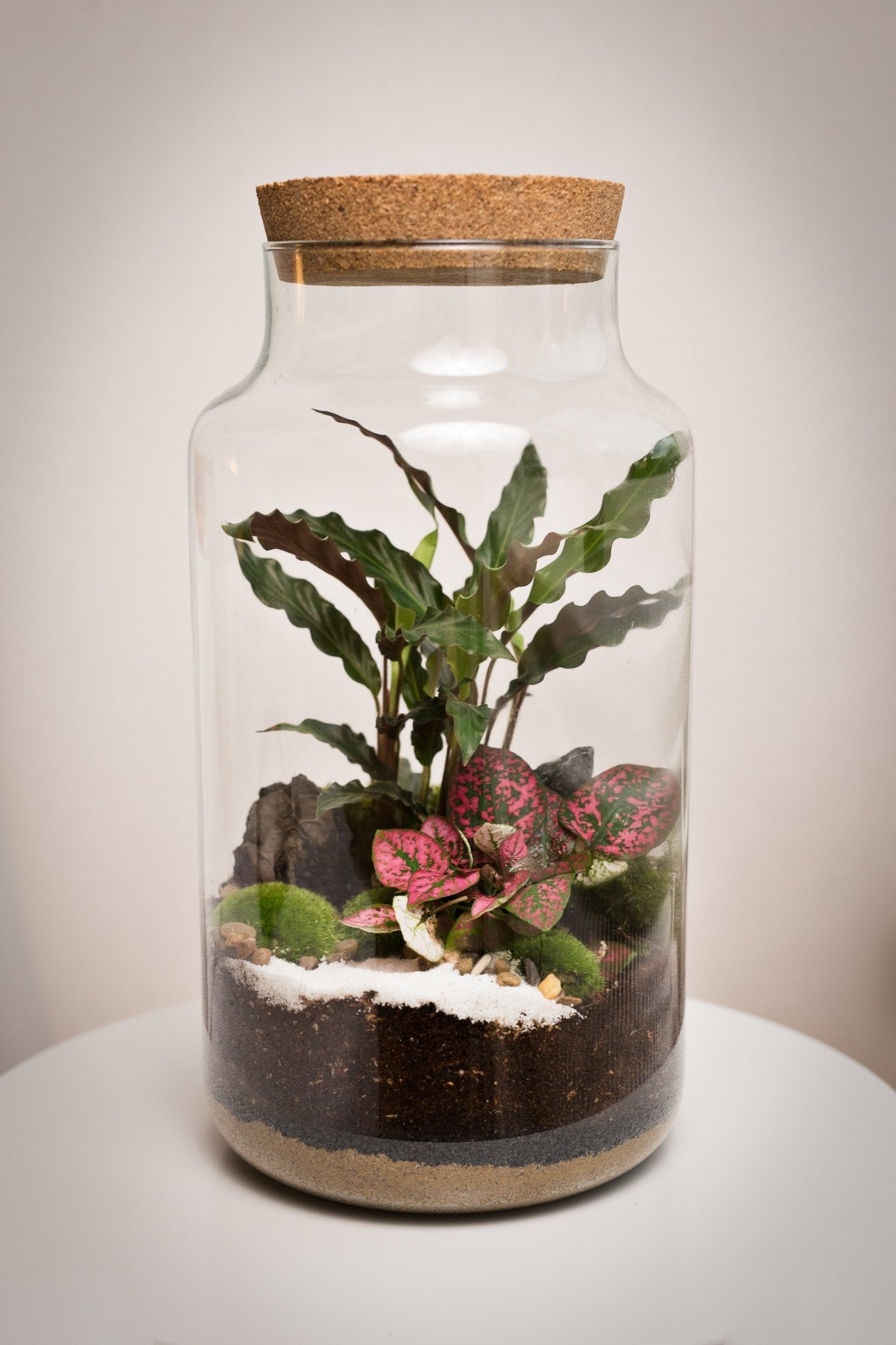 Terrarium Tadeáš - Halaman Habitat - Terrarium