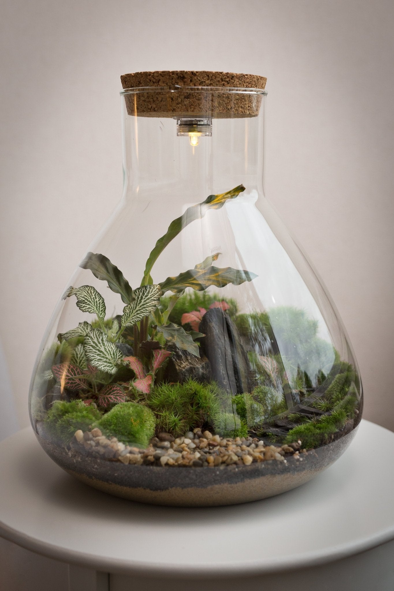 Terrarium Tomáš - Halaman Habitat - Terrarium